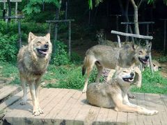 -大连森林动物园