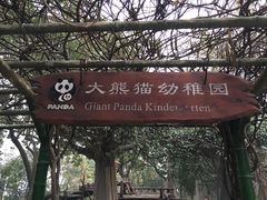 -成都大熊猫繁育研究基地