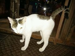 -山色西餐·柴火烤披萨
