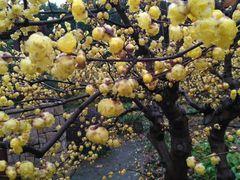 -星美国际影商城(虹口店)