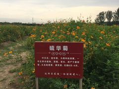 景点硫华菊-北京东方普罗旺斯薰衣草庄园