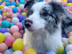 -宠乐会宠物乐园