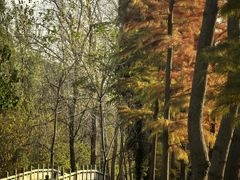 -溱湖国家湿地公园