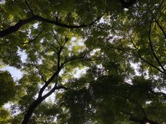 -北京国子监胡同