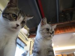 -more than meow吴止猫主题餐厅(承德 中船汇店)