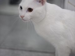 -瑞鹏宠物医院犬猫全科(真大分院)