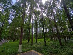 -黄海国家森林公园