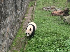 -都江堰中华大熊猫苑