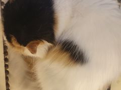 -猫小院猫主题餐厅(南锣旗舰店)
