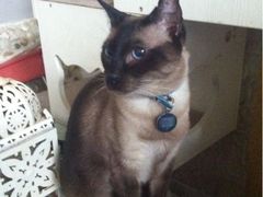 iphone_upload_pic-Sirena海妖日咖夜酒