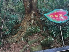 -呀诺达热带雨林
