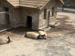 -石家庄市动物园