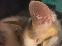 -宠颐生汉谟拉比宠物医院