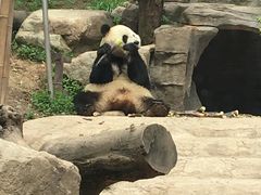 -都江堰中华大熊猫苑