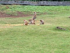 -海南热带野生动植物园