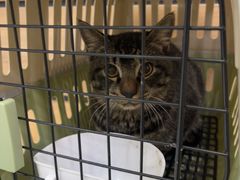 -瑞鹏宠物医院·宠保定点·心脏科·内科(御桥分院)