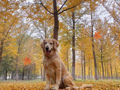 -百好乐宠物友好餐厅(朝外大街店)
