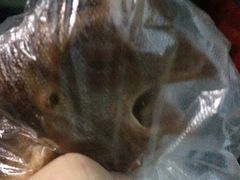 -豫掌柜饸饹面·烩面(秀沿路店)