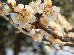 -梅花山(明孝陵内)