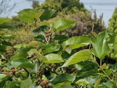 -尚田草莓姑娘白草莓采摘基地