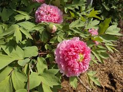 -洛阳市隋唐城遗址植物园