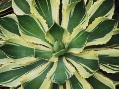 -昆明植物园