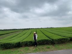 景点-雪绿茶博物馆