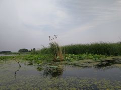 -白洋淀景区