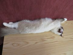 -猫咪咖啡店(新城大街店)