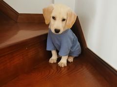 -翊宠yipet猫狗购宠庄园犬舍•猫舍