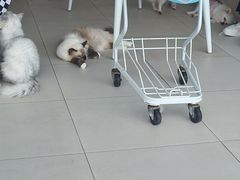 -怪兽屋·羊驼·猫咖·狗咖(俊华广场店)