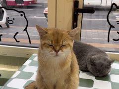-猫小院猫主题餐厅(南锣旗舰店)