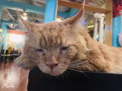 -猫小院猫主题咖啡厅(北锣店)