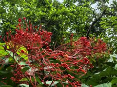-中国科学院西双版纳热带植物园