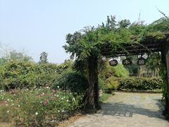 -中国科学院西双版纳热带植物园