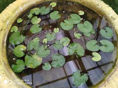 -石家庄市植物园