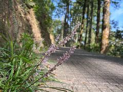 -深圳仙湖植物园