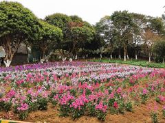 -松山湖梦幻百花洲