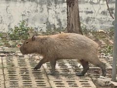 -合肥野生动物园