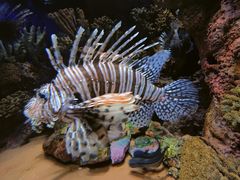 -上海海洋水族馆