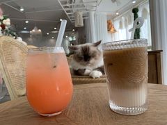 -共舞时光猫咖·狗咖(新街口店)