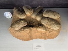 -湖南省地质博物馆