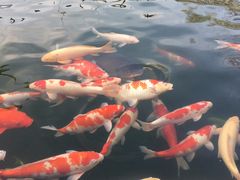 -湖鲜楼