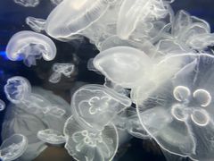 -芜湖新华联大白鲸海洋公园