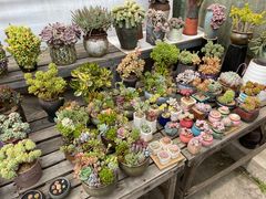 -金陵花卉交易市场