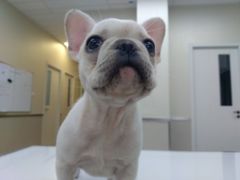 -爱妮康宠物医院·干细胞免疫细胞·肿瘤·心脏(张江店)