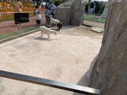 -造物庄园 萌宠纪(苏州湾歌林公园店)