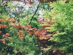 -崂山九水游览区