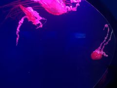 -西安曲江海洋极地公园