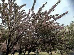 -莲花池公园